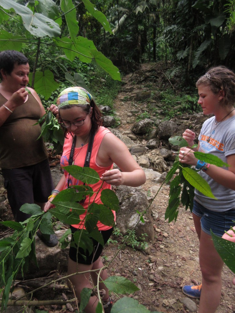 Sarah and Mariah discuss the zorillo plant with Freddy on our medicinal plants hike.