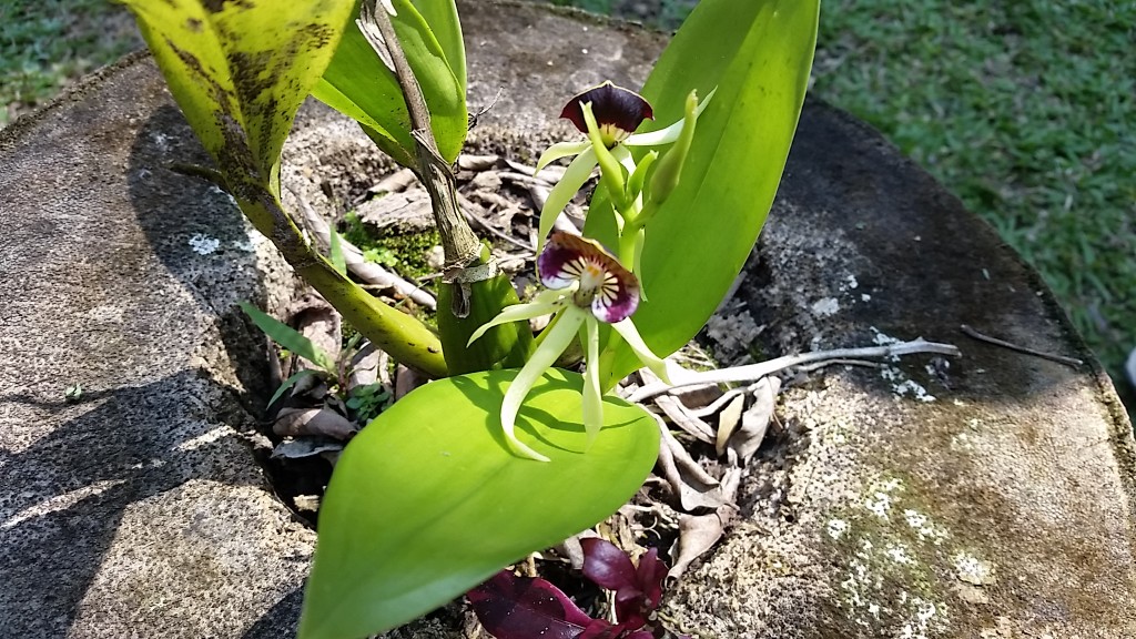 Plants NDA Belize