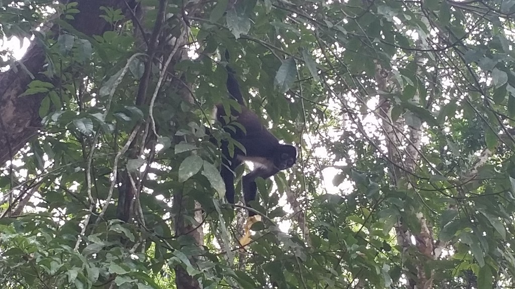 Spider Monkey2 NDA Belize