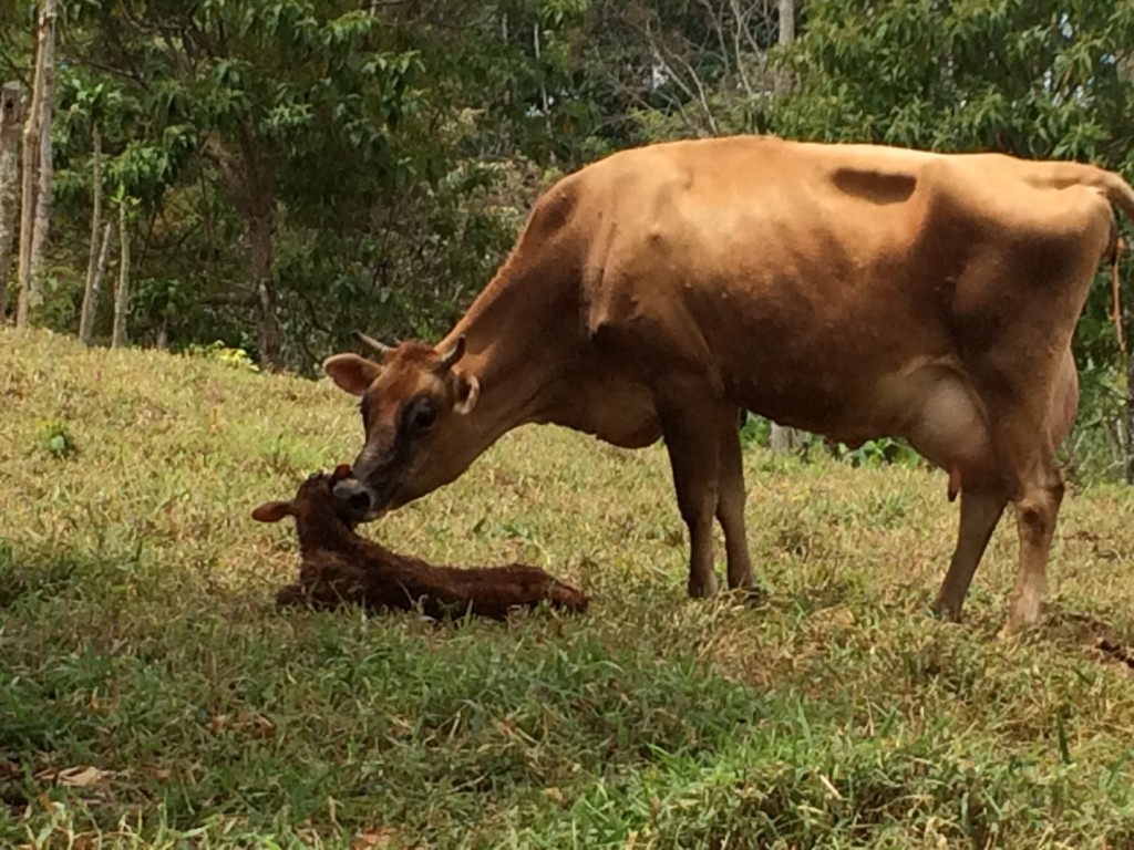 The newborn calf!