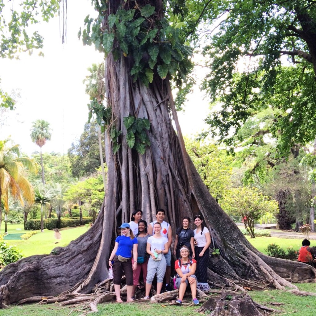 Botanical gardens St.V